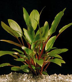 Cryptocoryne Petchii